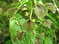 Liparis liliifolia - Flickr. 005.jpg