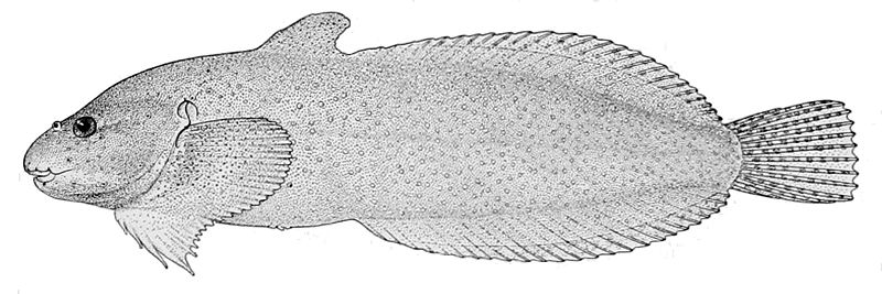 File:Liparis micraspidophorus.jpg