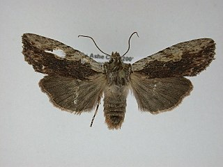 <i>Lithophane innominata</i> Species of moth