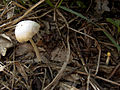 slzečník žloutkový (Bolbitius vitellinus) -xth