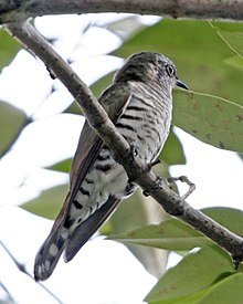 Kleine bronzen koekoek (Chrysococcyx minutillus) (986886266) .jpg