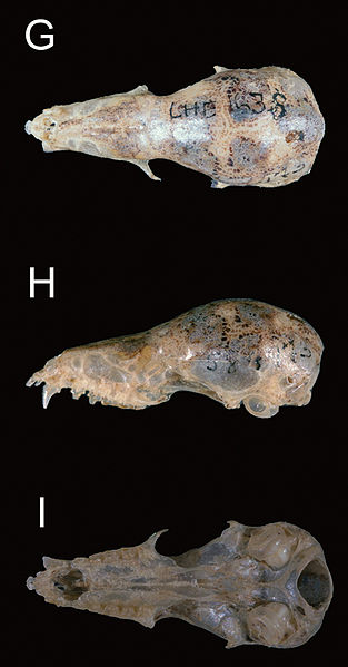 File:Lonchophylla dekeyseri skull 3 views.jpg