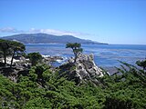 Lone Cypress