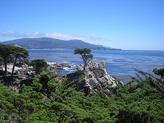 Lone Cypress Pebble Beach, California United States of America July 2007