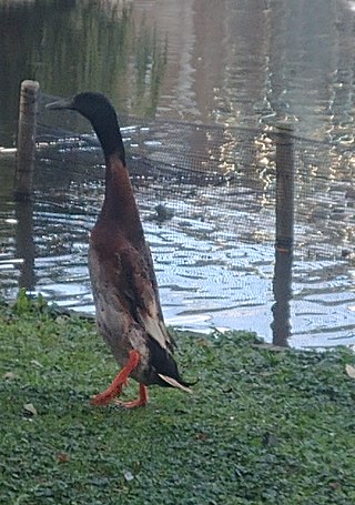 <span class="mw-page-title-main">Long Boi</span> Tall Indian Runner duck