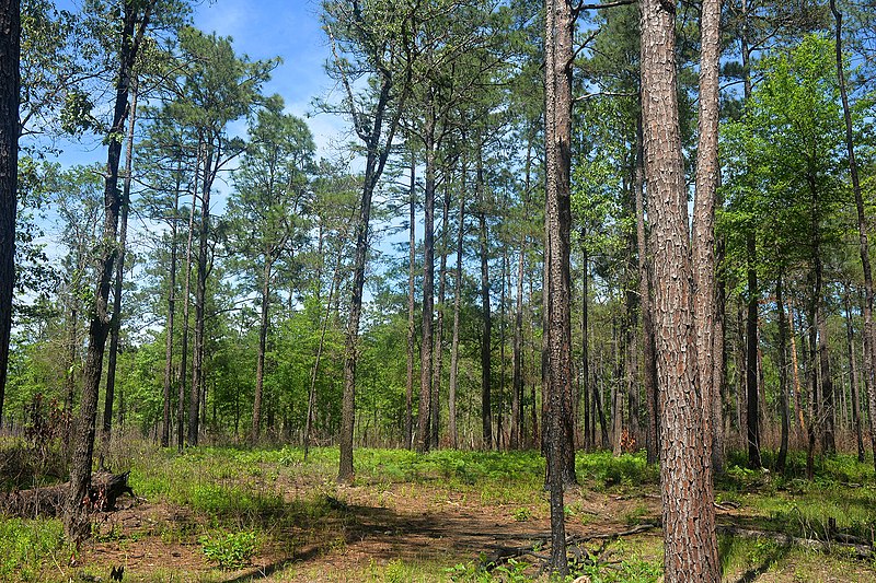 File:Longleaf pine upland habitat, Big Thicket National Preserve, Turkey Creek Unit, Tyler Co. Texas; 1 May 2020.jpg