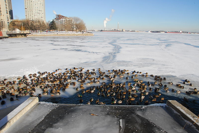 File:Loons enjoying warmth of flowing water (11740622513).jpg