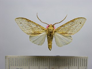 <i>Lophocampa debilis</i> Species of moth