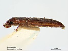 Lophocateres pusillus