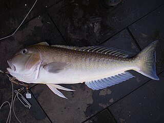 <span class="mw-page-title-main">Great northern tilefish</span> Species of fish