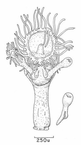 Loxosomella macginitieorum
