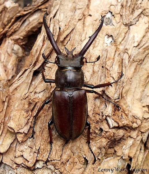 File:Lucanus planeti (Planet, 1899) 40 mm Lucanidae (20970114844).jpg