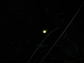 Firefly near Rifugio Timpa Rossa