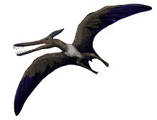 Kryptodrakon progenitor Basal Member of the Pterodactyloidea