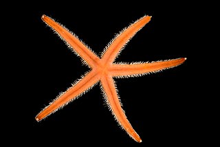 <i>Luidia sarsii</i> Species of starfish