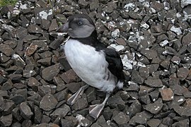 Atlantic puffin - Wikipedia