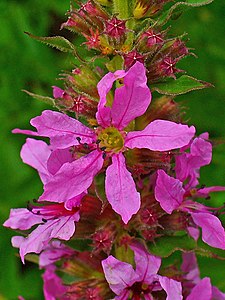 Lythrum salicaria Flower