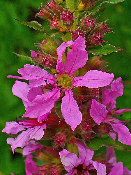 File:Lythrum salicaria 003.JPG