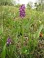 Anacamptis morio Austria - St. Bartholomä