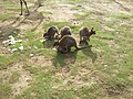 Macropus rufogriseus Wallaby de Bennett