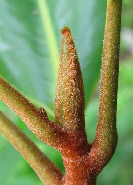 File:Magnolia-leaf-bud.jpg