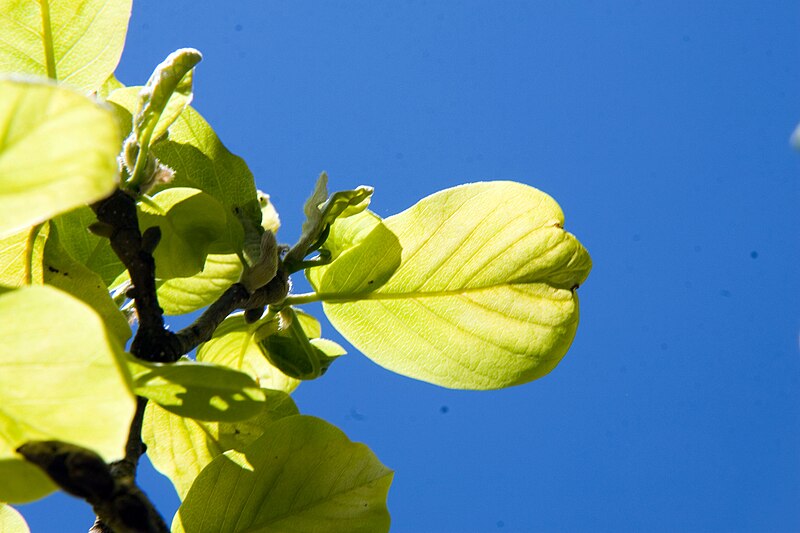 File:Magnolia denudata 0zz.jpg