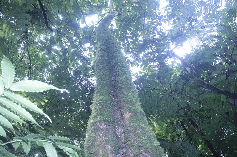 File:Mahogany mount Cameroon national park.jpg