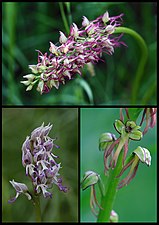 Orchid hunter - CC-BY-SA 4.0