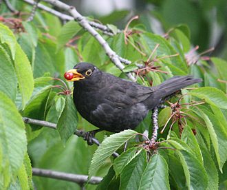 Adult male feeding on berries in Lausanne, Switzerland Male common blackbird with feed in Lausanne.jpg