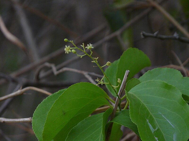 File:Malkangani (Hindi- मालकंगनी) (2464279984).jpg