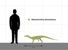 Size of Mambachiton compared to a human Mambachiton Size Comparison.svg