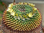 Miniatura para Mammillaria gigantea