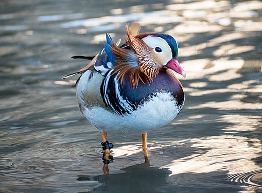 The Central Park Mandarin Duck in the Pond