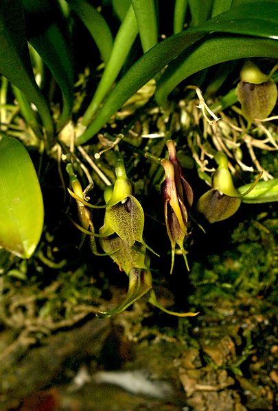 File:Masdevallia zahlbruckneri Orchi 2013-03-30 026.JPG