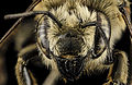 Megachile latimanus, F, Face1, MI, Alger County 2014-04-08-14.30.52 ZS PMax (14317623103).jpg
