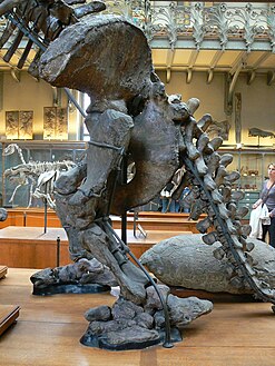Megatherium americanum, à Paris. Détail des crêtes iliaques, queue et patte arrière gauche.