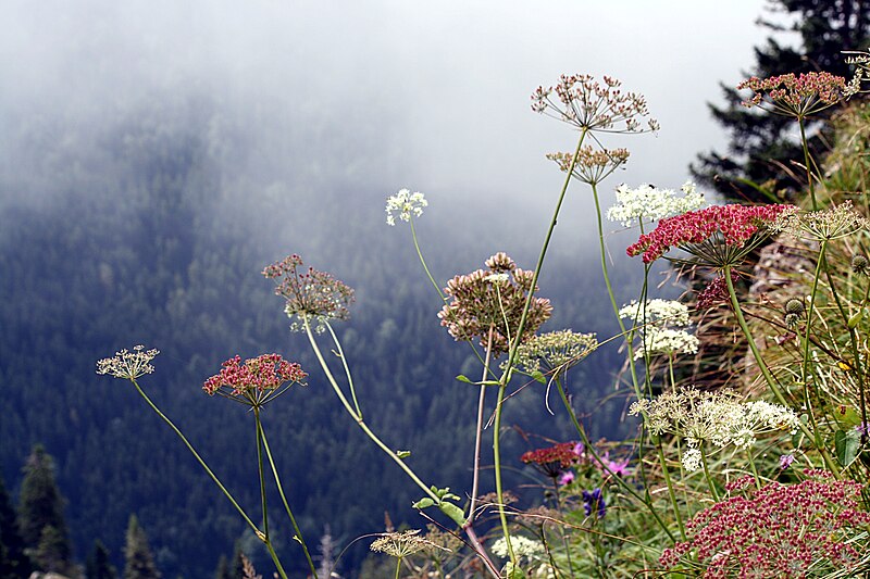 File:Meisterwurz (Peucedanum ostruthium) IMG 6753.JPG