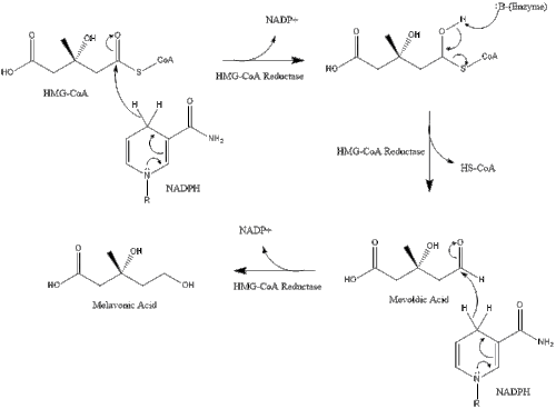 Synthèse de l'acide mélavonique.gif