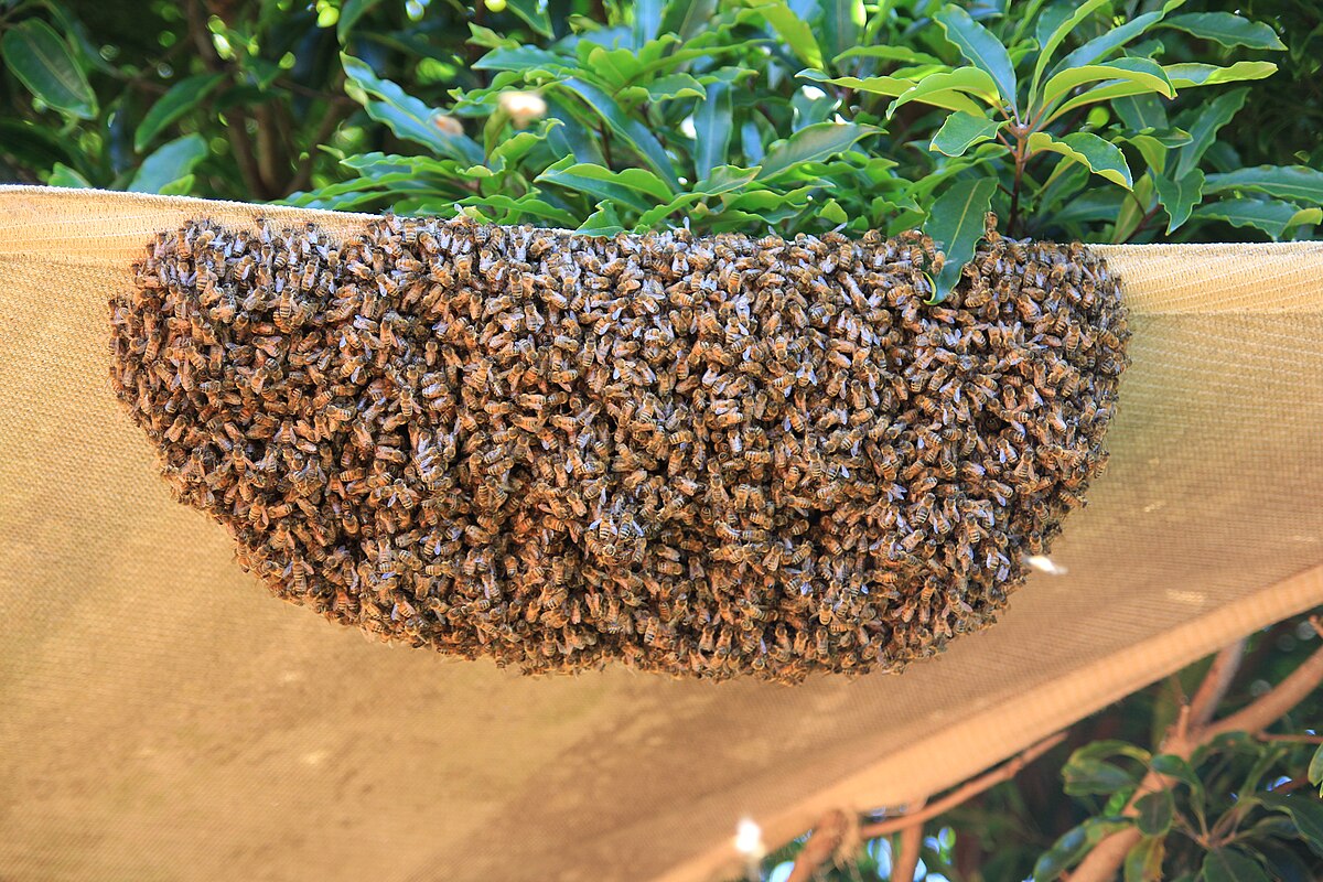 Easy DIY  Bee Hive ~ Bee Skep - She Holds Dearly