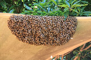 <span class="mw-page-title-main">Swarming (honey bee)</span> Reproduction method of honeybee colonies