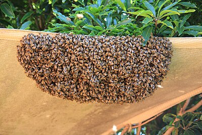 Swarming (honey bee)