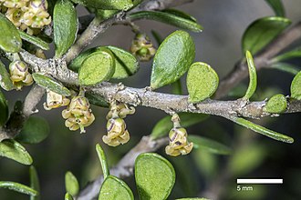 Melicytus alpinus a larval host of A. pessota. Melicytus aff. alpinus (Kirk) Garn.-Jones (AM AK355765-5).jpg