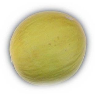 Melon: Plante