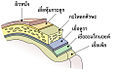 รูปย่อสำหรับรุ่นเมื่อ 20:04, 23 มีนาคม 2554