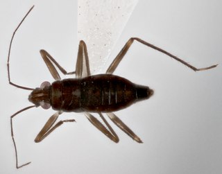 <i>Mesovelia polhemusi</i> Species of true bug