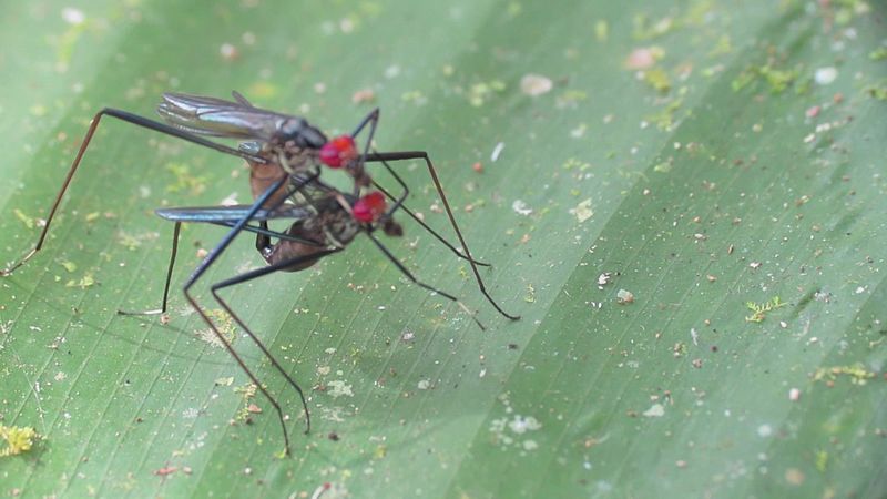 File:Micropezid Flies Mating (6906296765).jpg