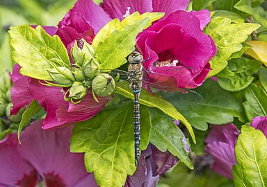 Migrant hawker Aeshna mixta ♂