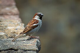 Moineau domestique (Passer domesticus)