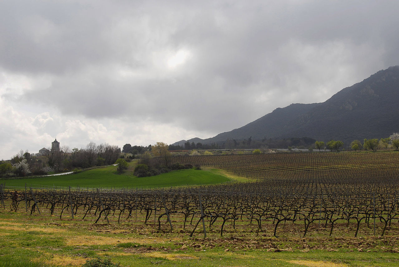 Navarra wine