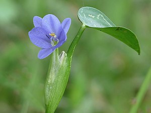 Heartleaf false pickerelweed, Oval-leafed pondweed (Monochoria vaginalis)